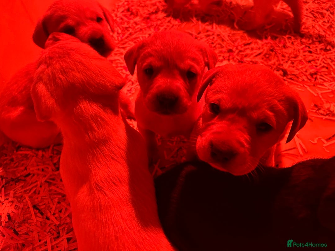 Labrador Retriever dogs for sale: Golden Labrador puppies - Advert 6