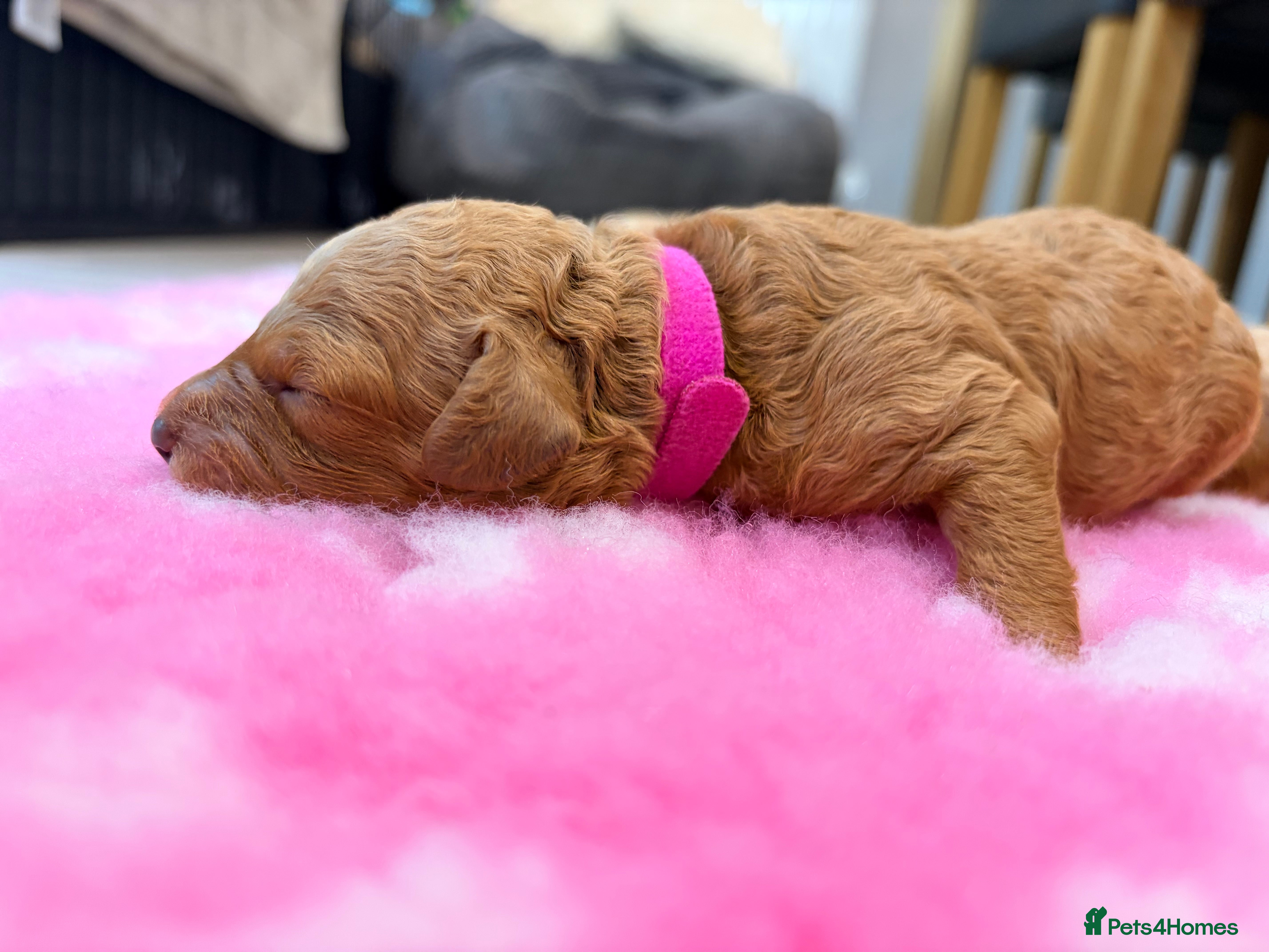 Labradoodle dogs Miniature Labradoodle Puppies for sale  - Advert 2