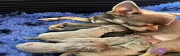 Chihuahua dogs for sale: Kc registered Lilac chihuahua pups  - Advert 4