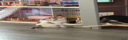 Domestic Shorthair cats for sale: Two beautiful rescue kittens - Advert 9