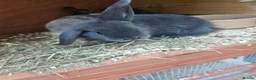 Mixed Breed rabbits for sale: Male babby rabbits left from litter  - Advert 21