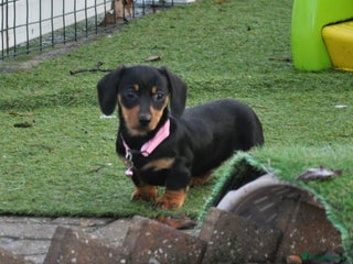 Dachshund dogs Miniature Smooth Haired Dachshunds - Advert 14