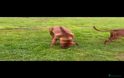 Rhodesian Ridgeback dogs for stud: Exceptionally Health Tested Stud - Image 5