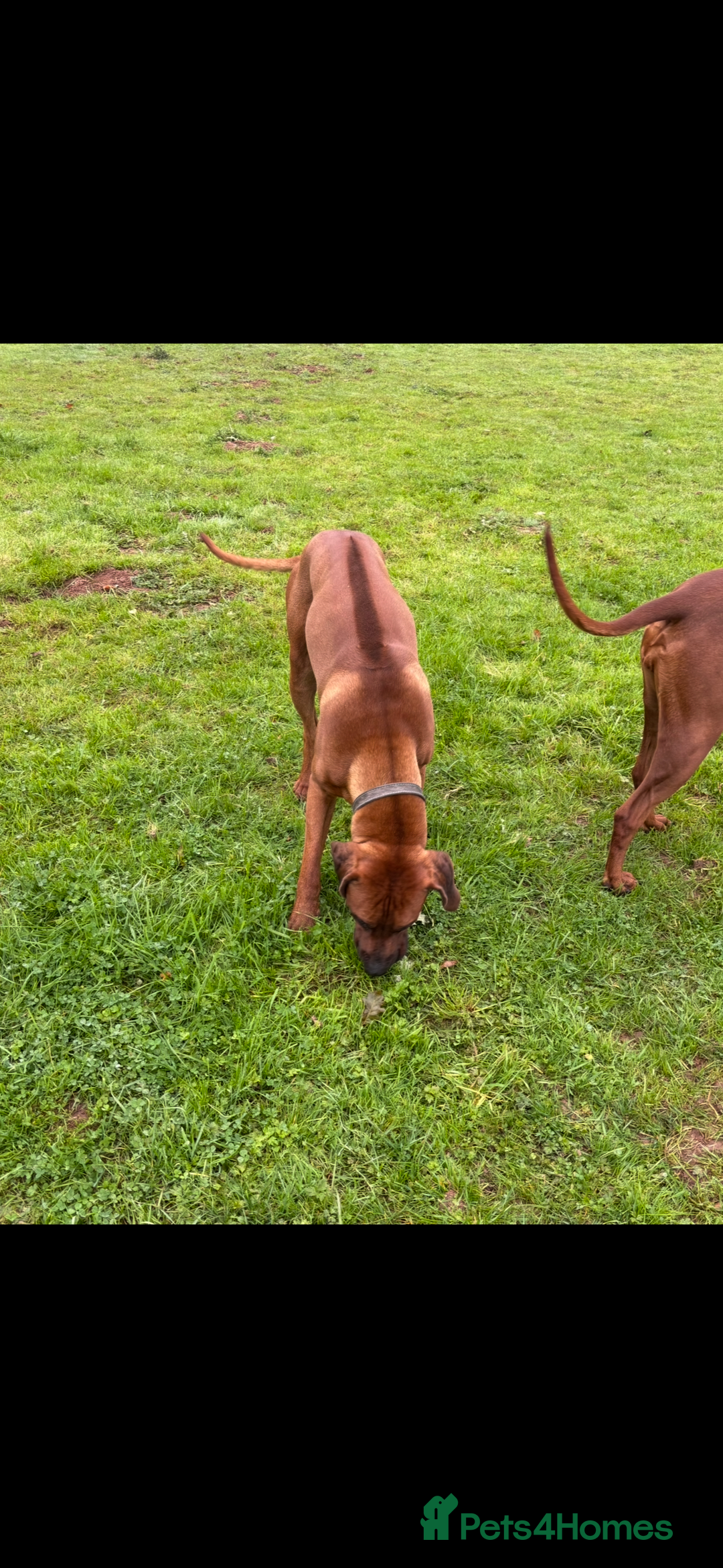 Rhodesian Ridgeback dogs for stud: Exceptionally Health Tested Stud - Image 5