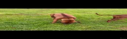 Rhodesian Ridgeback dogs for stud: Hips 1/1, Elbows 0/0 JME, DM, MH, EOAD, IVA Clear - Advert 5