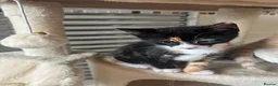 Mixed Breed cats for sale: Female kittens  in Mablethorpe - Advert 3