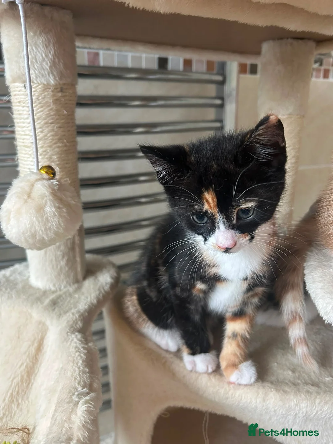 Mixed Breed cats for sale: Female kittens  in Mablethorpe - Advert 3