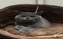 British Shorthair cats for sale: Chunky British Shorthair Blue Kittens 🐱💙 - Image 2