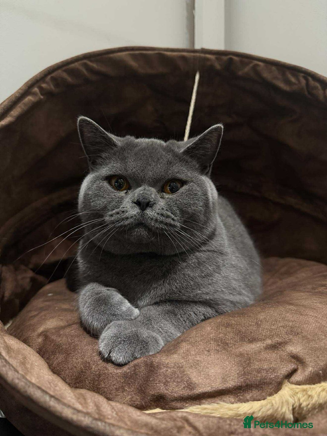 British Shorthair cats for sale: Chunky British Shorthair Blue Kittens 🐱💙 - Image 2