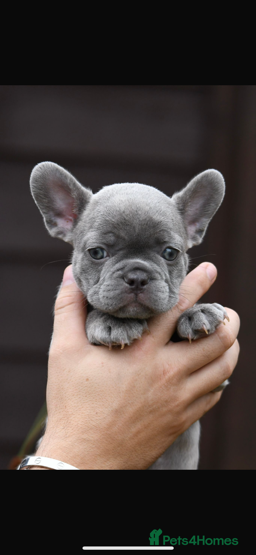 French Bulldog dogs for sale: Beautiful litter of 8 French bulldog puppies - Image 29