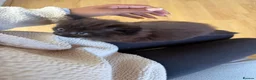 Maine Coon cats for sale: X3 Maine Coon Tabbys  - Advert 18