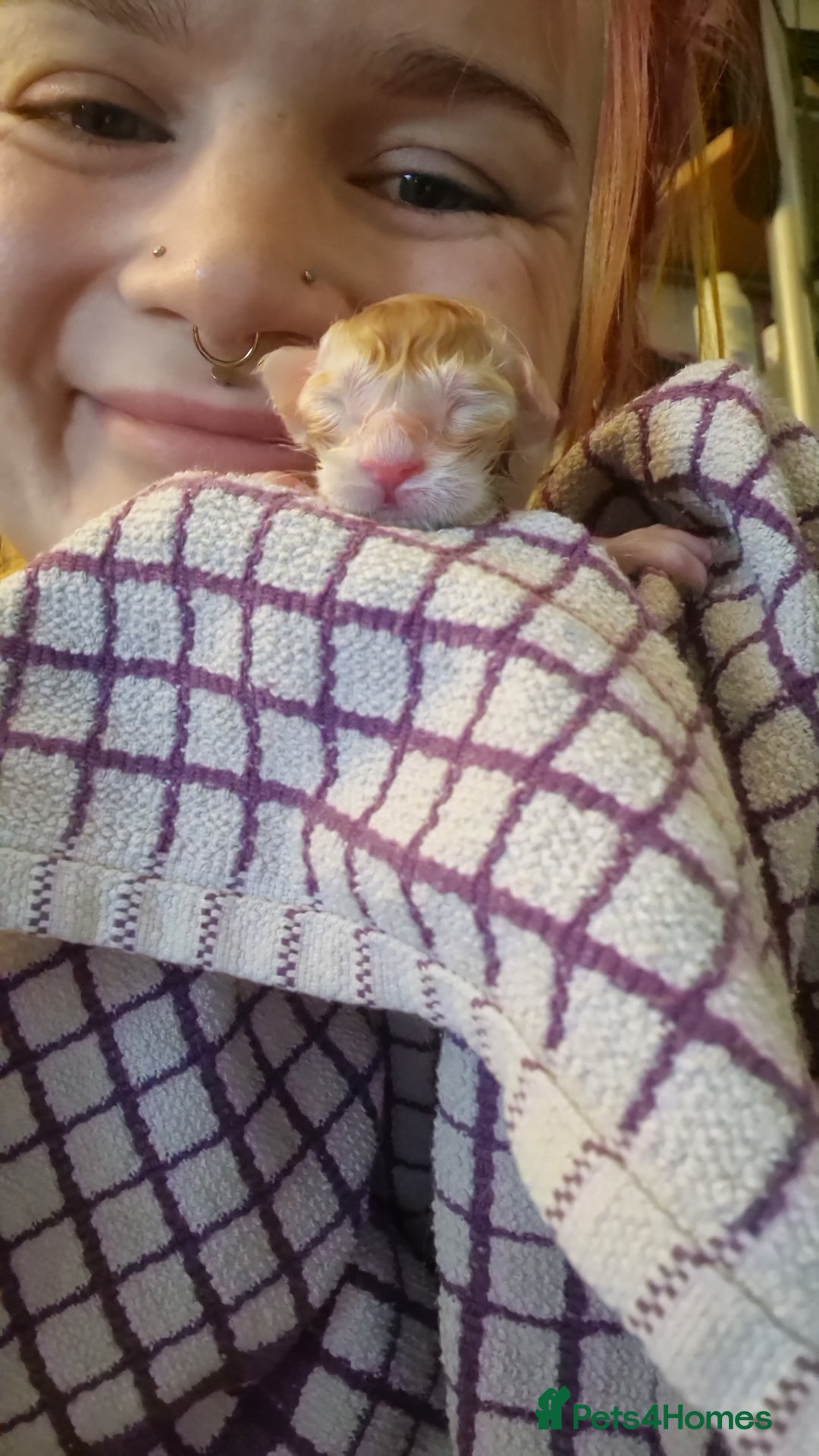 Maine Coon cats for sale: Stunning Maine Coon Babies - Advert 3