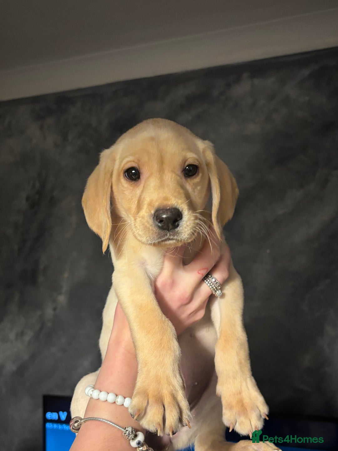 Labrador Retriever dogs for sale: Adorable Labradors ready for there forever  home  - Image 9