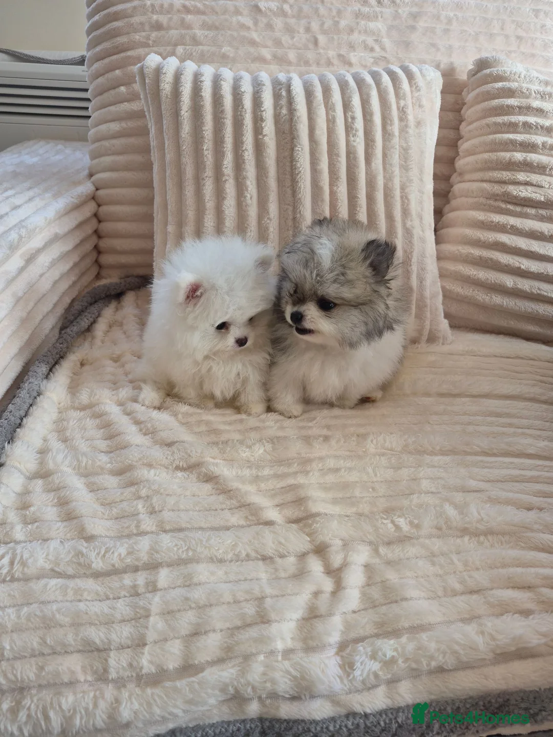 Pomeranian dogs for sale: Kc registered pomerainians  - Advert 2