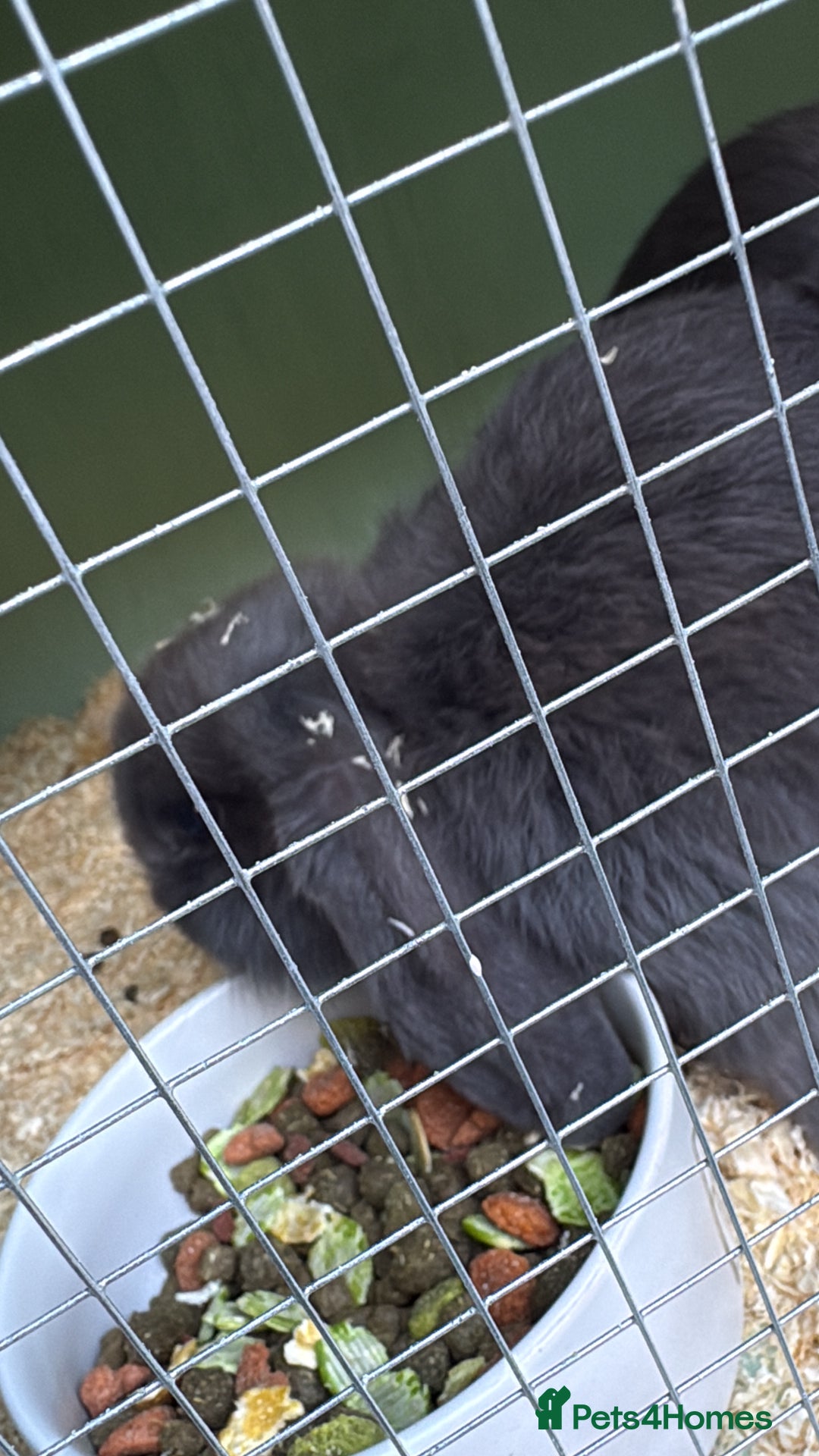 Mini Lop rabbits for sale: 2 mini lops  - Advert 2