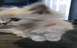 Ragdoll cats for sale: Ragdoll Kittens For Sale - Image 9