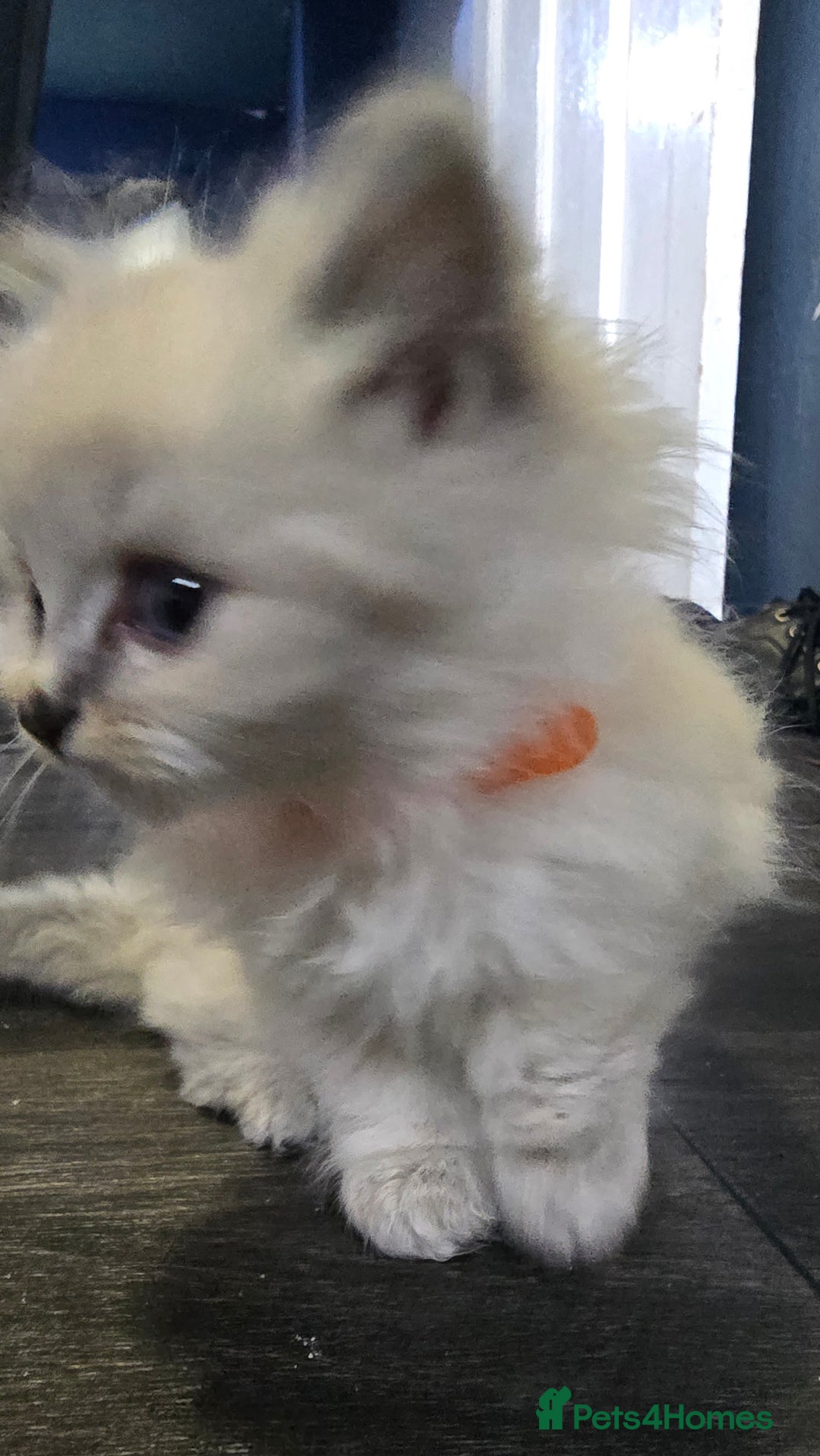 Ragdoll cats for sale: Ragdoll Kittens For Sale - Image 9