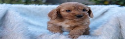 Cavapoo dogs for sale: Beautiful litter of F1 Cavapoo puppies! - Advert 2