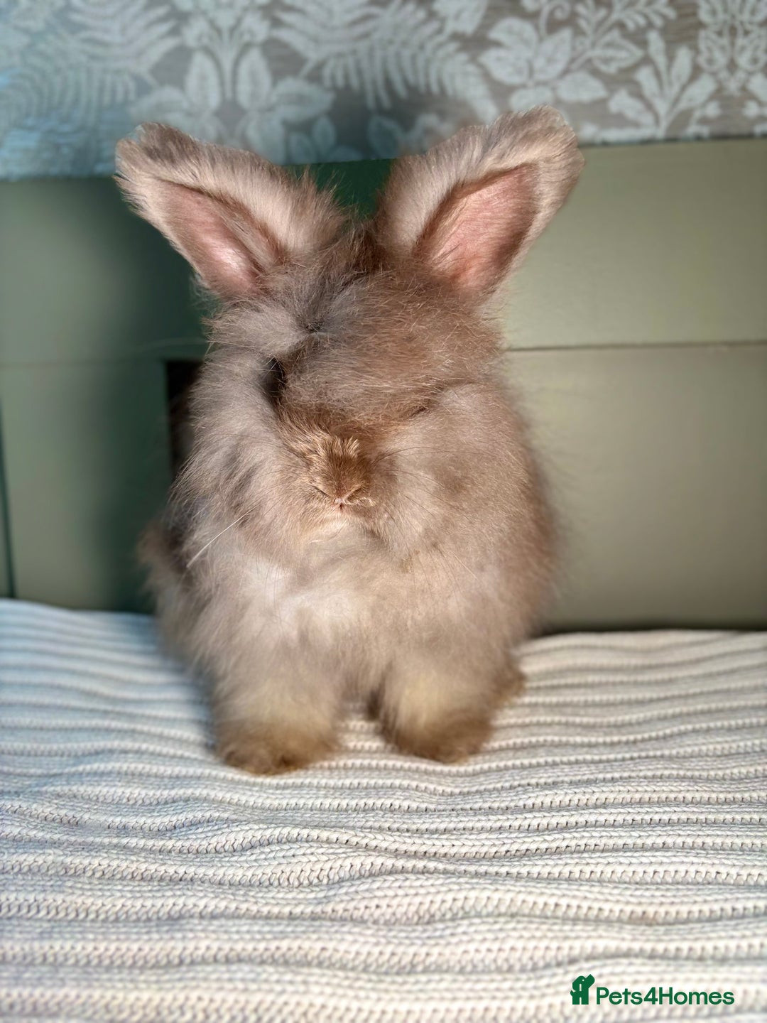 Angora rabbits for sale: Fully Vaccinated PedigreeAngora Ready next weekend - Advert 2