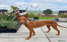 Mixed Breed dogs for sale: Pharaoh hound x blue whippet .last  of the litter  - Image 8