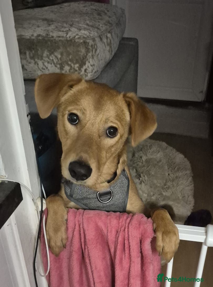 Mixed Breed dogs  💙ARCHIE💙- 9 months Boy Looking For Home ASAP - Advert 1