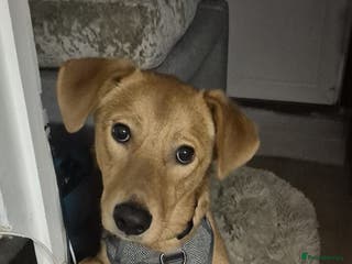 Mixed Breed dogs 💙ARCHIE💙- 9 months Boy Looking For Home ASAP - Advert 19