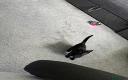Domestic Shorthair cats for sale: Playful male kitten - Image 3