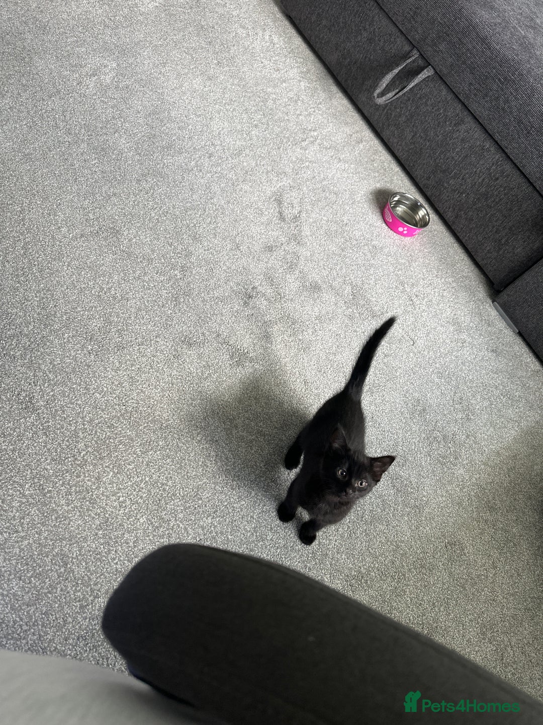 Domestic Shorthair cats for sale: Playful male kitten - Image 3