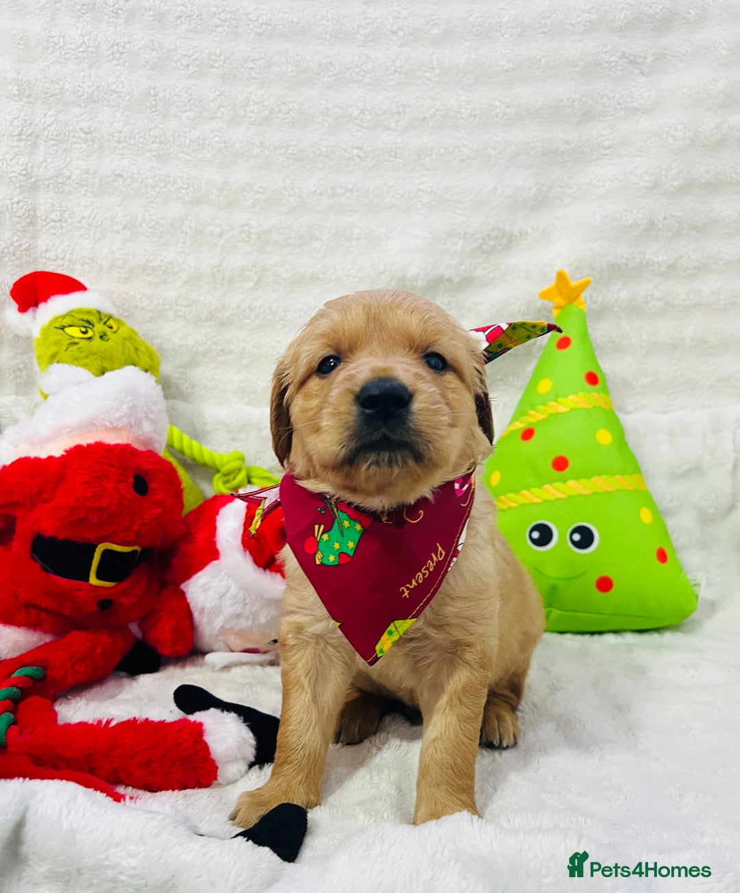 Golden Retriever dogs for sale: Extensively health tested clear golden retrievers - Advert 1