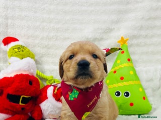 Golden Retriever dogs Extensively health tested clear golden retrievers - Advert 9