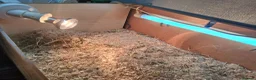 Tortoise reptiles for sale: Horsfield (Russian) Tortoise - JOEY - Advert 3