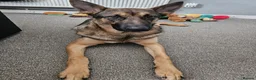 German Shepherd dogs for sale: Male pup  - Advert 3