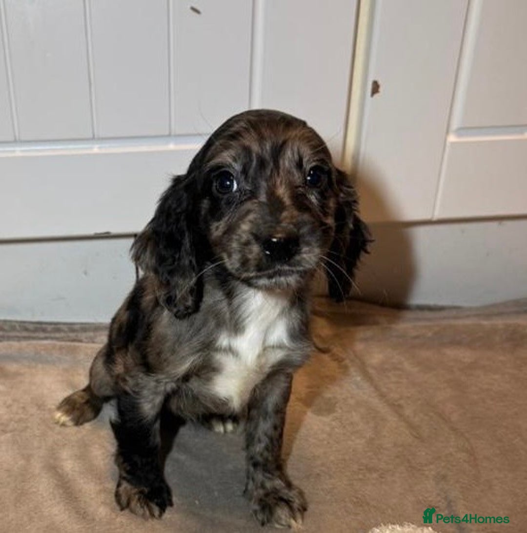 Cockapoo dogs for sale: Cockerpoo puppy - Advert 5