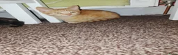 British Longhair cats for sale: Girls,and boys - Advert 5