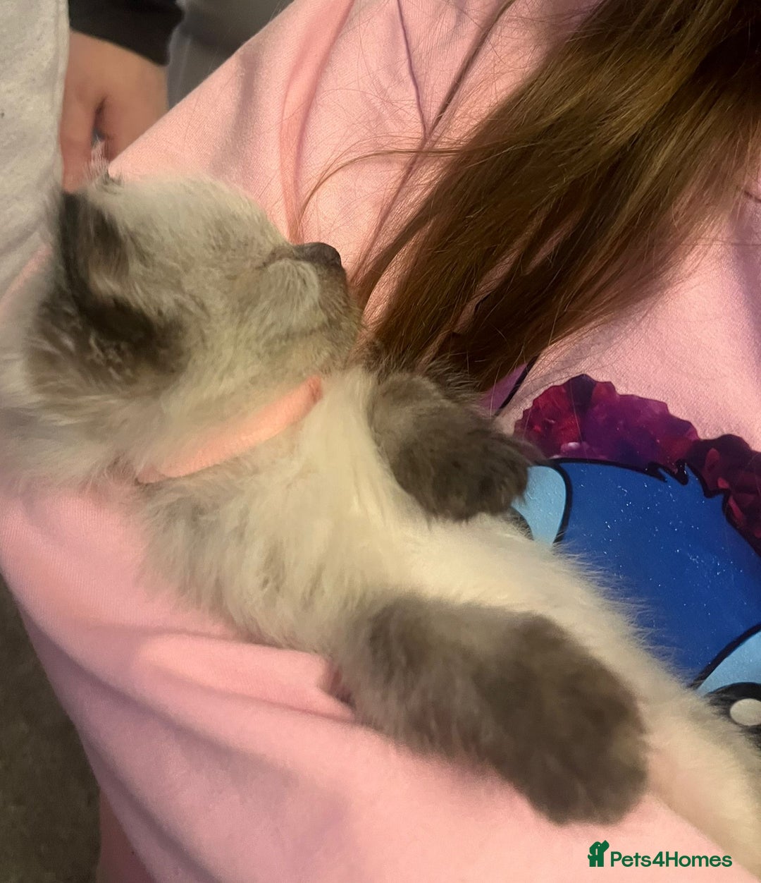 Ragdoll cats for sale: One gorgeous pedigree Ragdoll kitten available  - Image 15