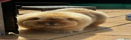 Chow Chow dogs for sale: MALE CHOW CHOW REAVAILABLE  - Advert 6