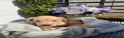Labrador Retriever dogs for sale: Stunning Labrador puppies  in Dartford - Advert 7