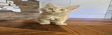 Maine Coon Kitten 1