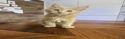 Maine Coon cats for sale: Pure Breed Maine Coon Kittens - Advert 4