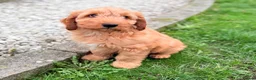 Australian Labradoodle dogs for sale: Australian labradoodle ***READY NOW*** - Advert 31