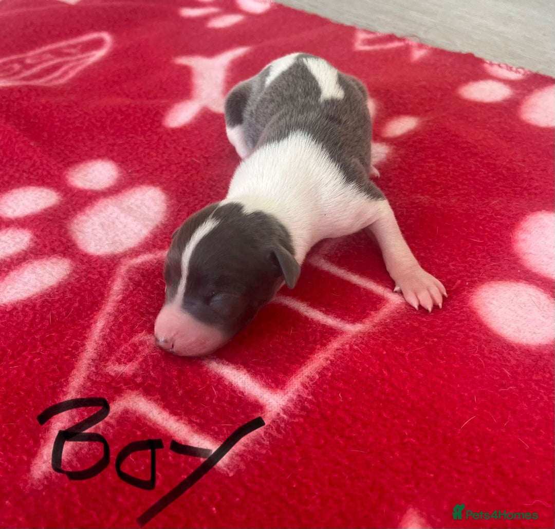 Whippet dogs for sale: KC registered stunning selection whippet pups - Advert 11