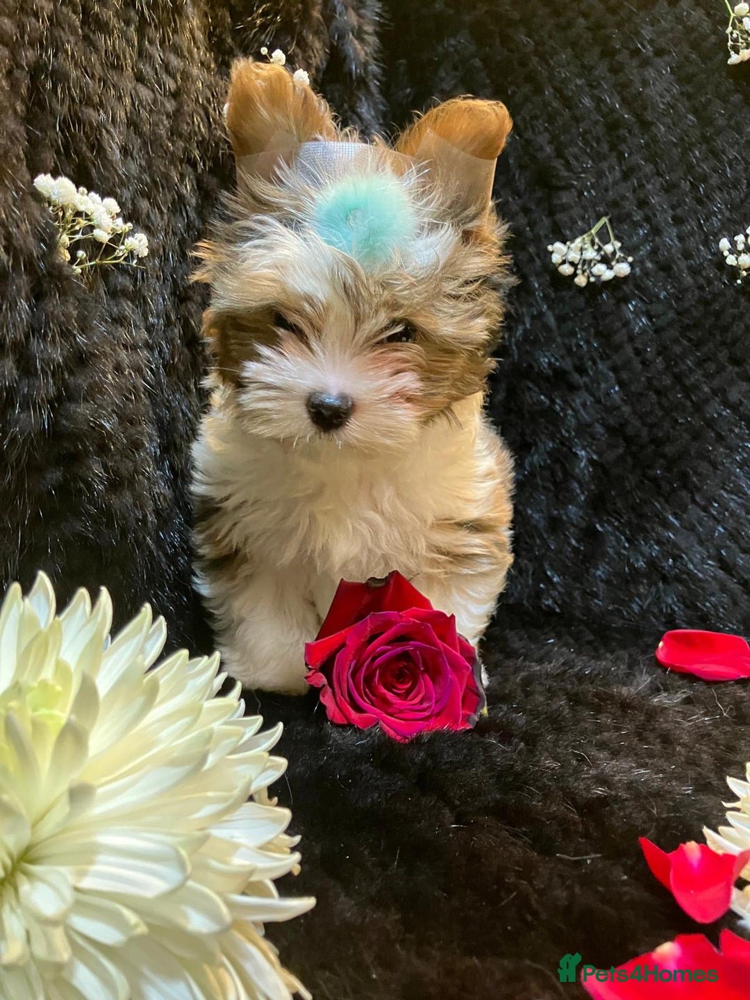 Yorkshire Terrier dogs for sale: Luxury Yorkshire Terrier Puppies/Home Raised/IHR   - Advert 18