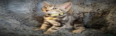 Yellow collar female tabby