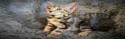 Mixed Breed cats for sale: 9 beautiful kittens looking for new homes  - Advert 38