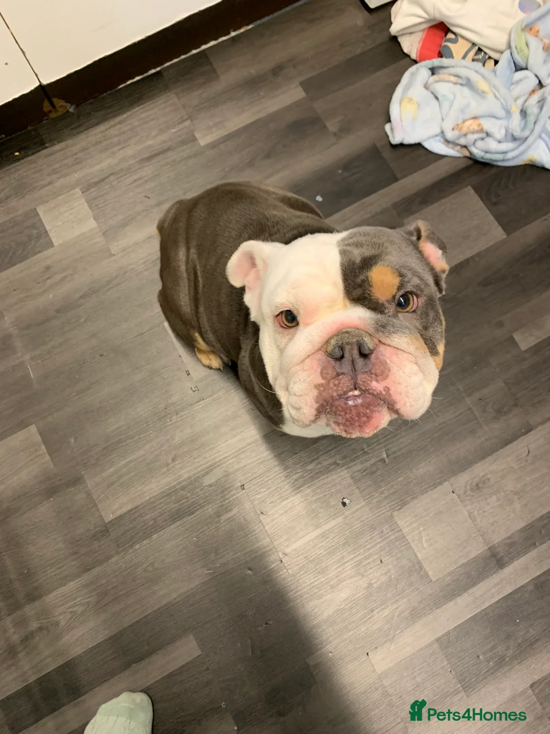 English Bulldog dogs for sale: Beautiful girl  - Advert 6