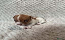 Jack Russell dogs for sale: Stunning litter of miniature Jack Russell puppies - Image 11