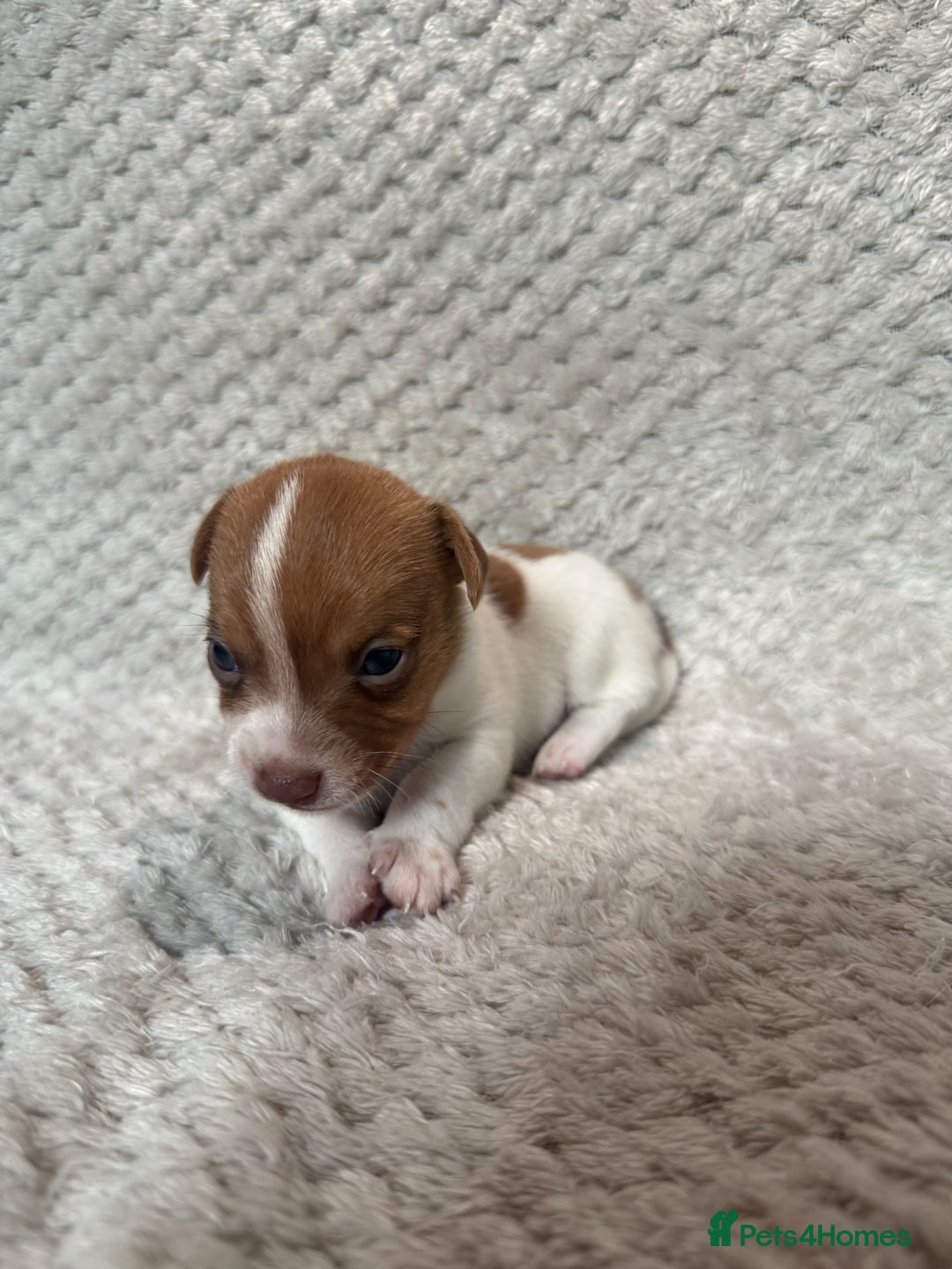 Jack Russell dogs for sale: Stunning litter of miniature Jack Russell puppies - Image 11