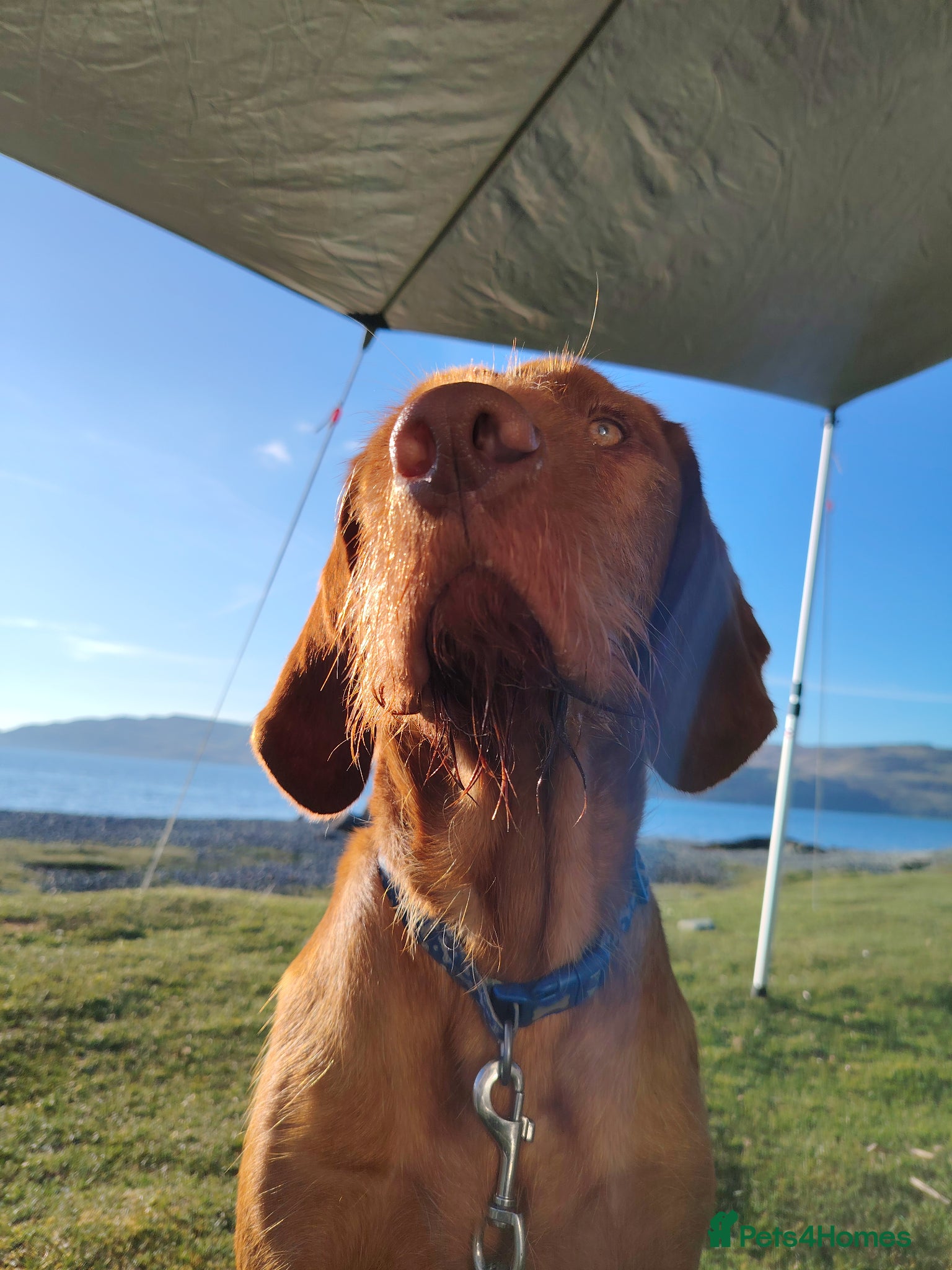 Hungarian Vizsla dogs Fudge  - Advert 4