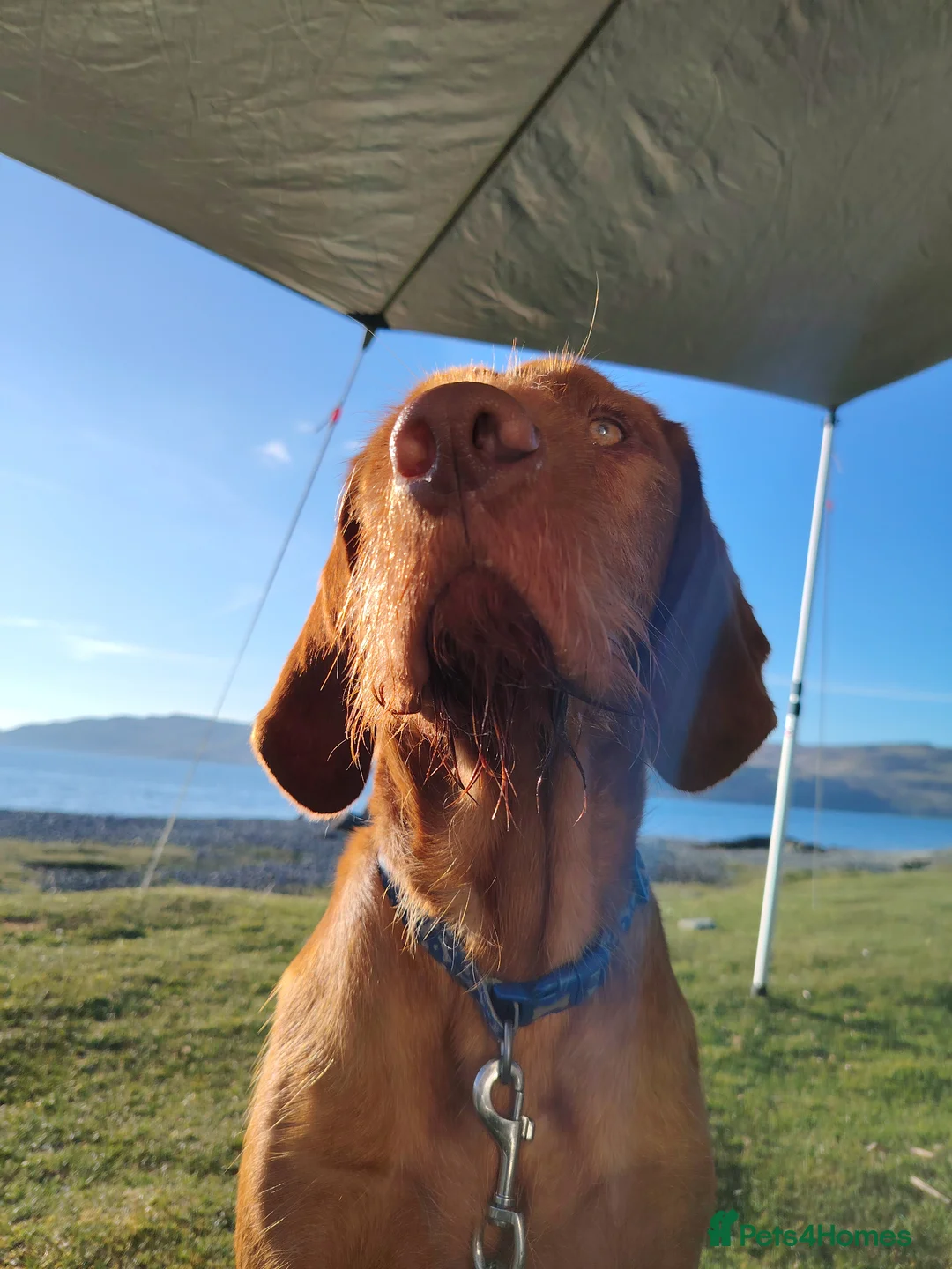 Hungarian Vizsla dogs for sale: Fudge  - Advert 1
