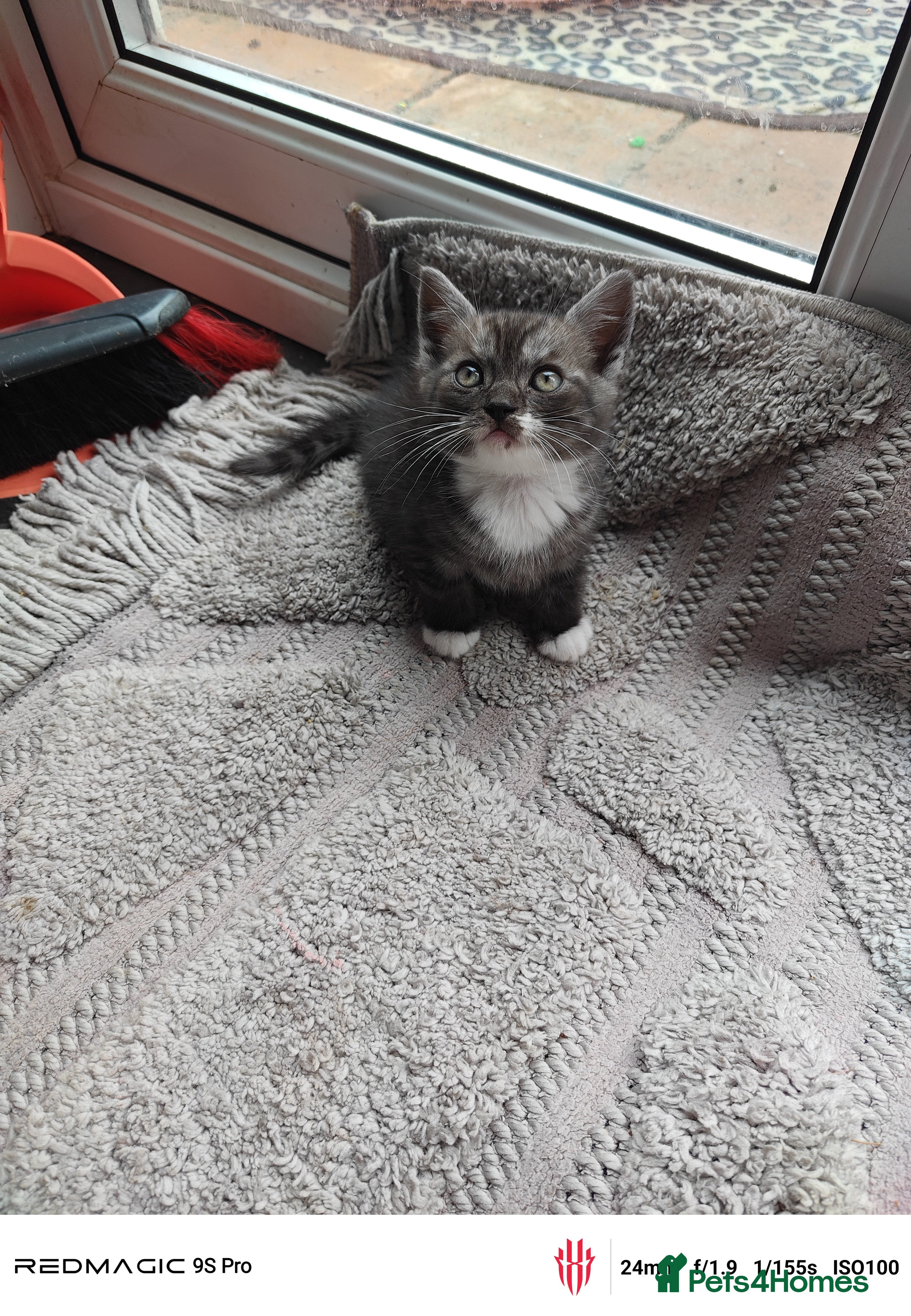 British Shorthair cats for sale: Mixed British Short hair - Advert 19